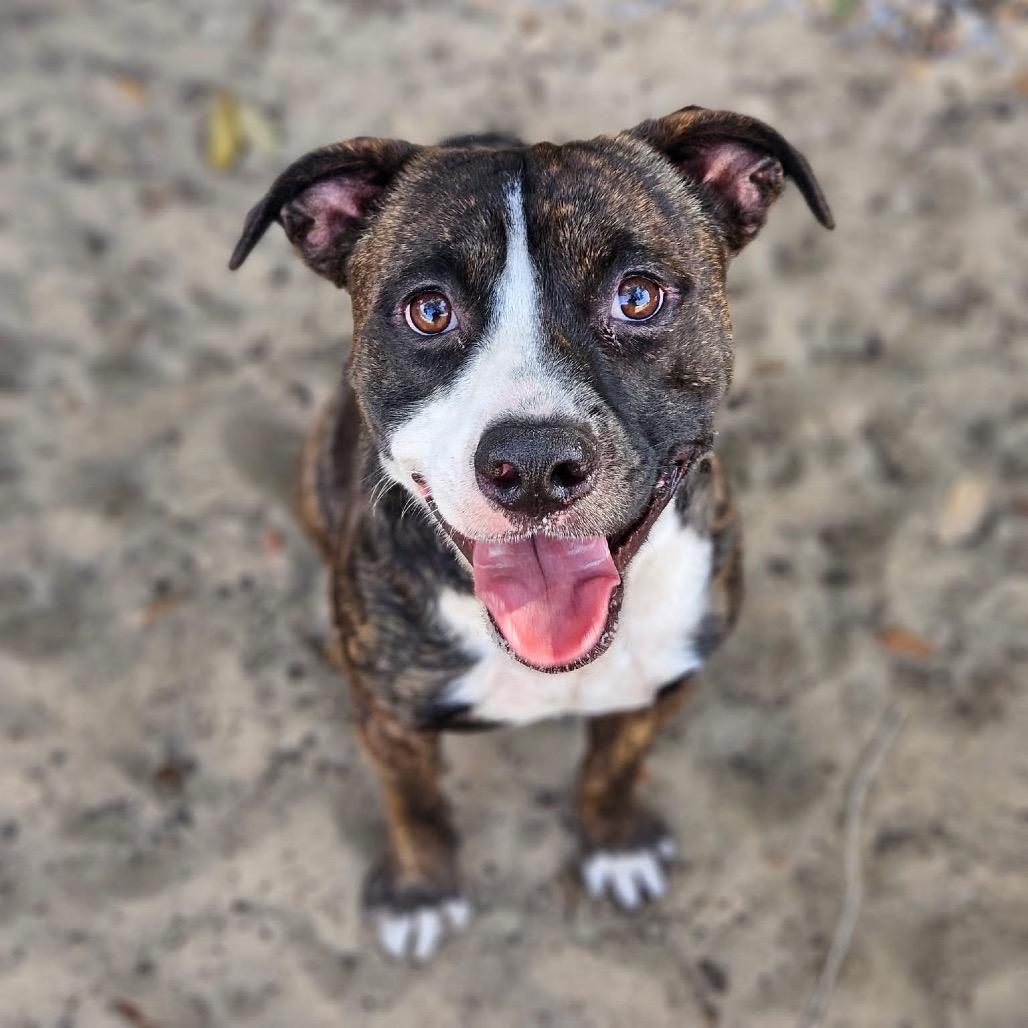 Enlarge Aspen, a Adoptable Mixed Breed in Sarasota, FL image 1/1