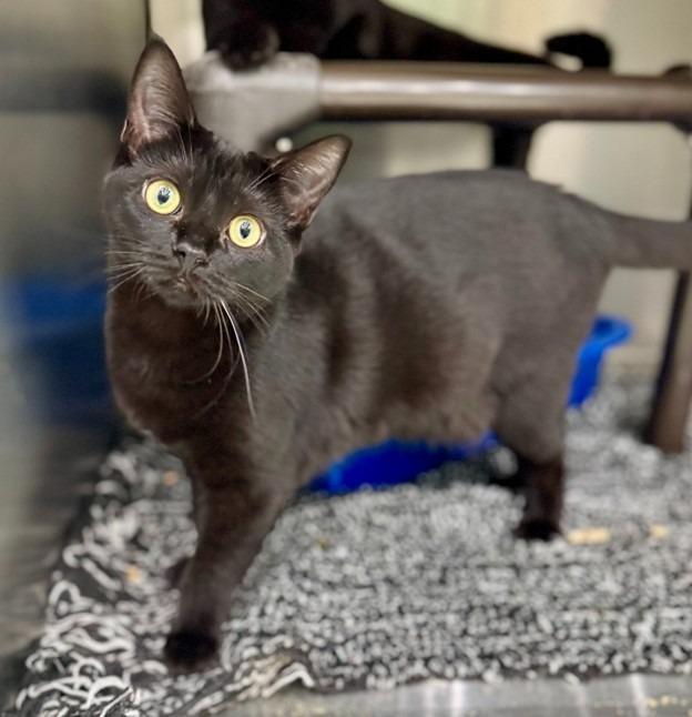 Enlarge Cuatro, a Adoptable mixed breed in Lunenburg, MA image 1/1