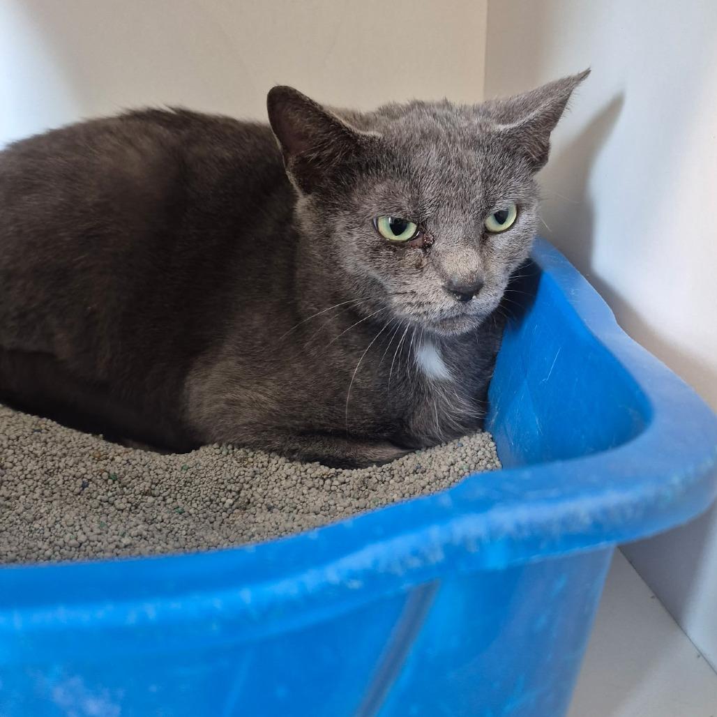Enlarge Blue, a Adoptable Domestic Medium Hair in Jasper, IN image 1/2
