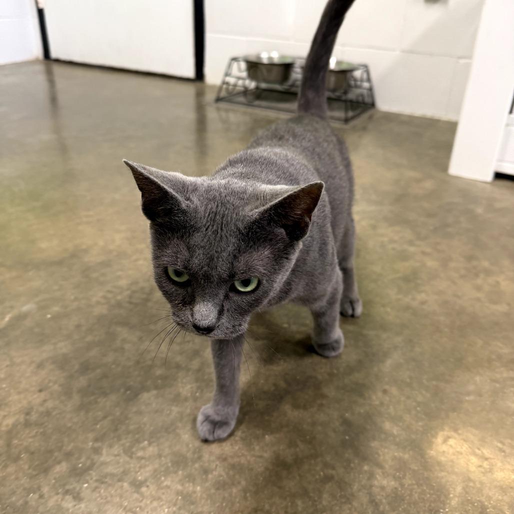 Enlarge Blue, a Adoptable Domestic Medium Hair in Jasper, IN image 2/3