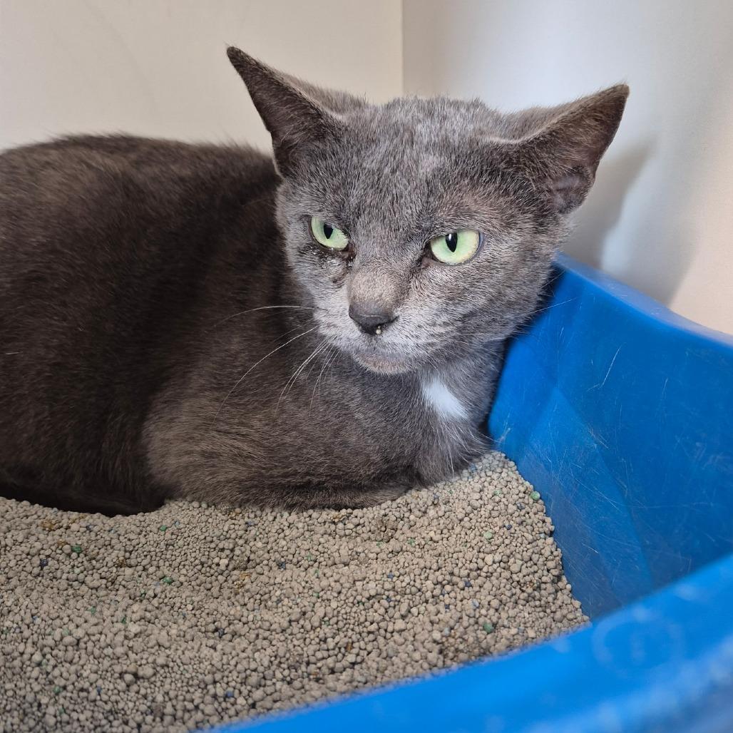 Enlarge Blue, a Adoptable Domestic Medium Hair in Jasper, IN image 2/2