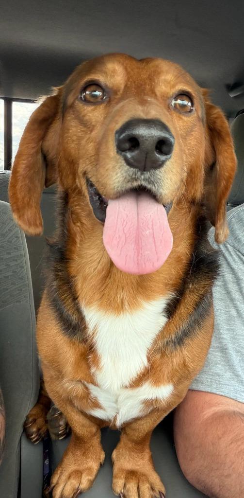 Enlarge GEORGE, a Adopted mixed breed in Marianna, FL image 1/1