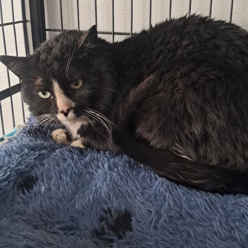 Storm , ADOPTABLE, Adult Male Domestic Medium Hair.