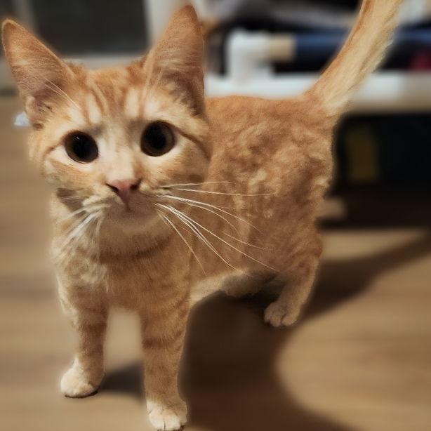 Flame, Adopted, Adult Male Tabby & Domestic Long Hair.