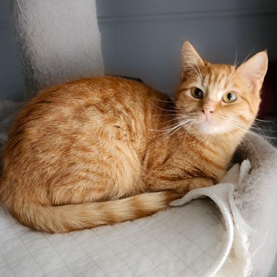 Flame, a Adopted mixed breed in Dublin, OH image 2/3