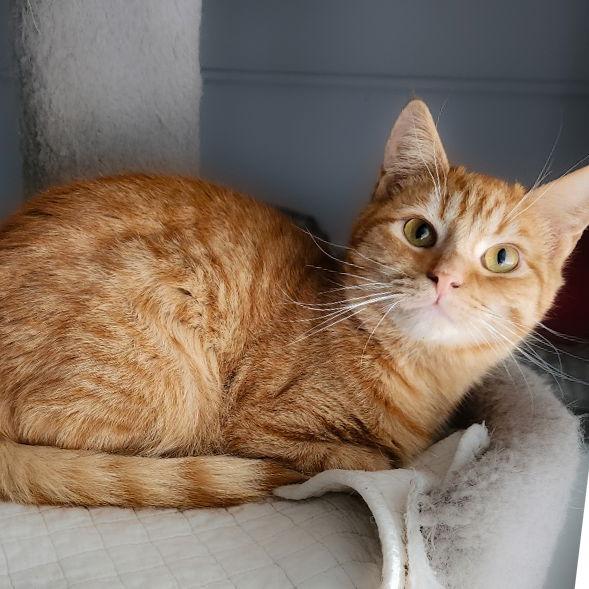 Flame, a Adopted mixed breed in Dublin, OH image 3/3