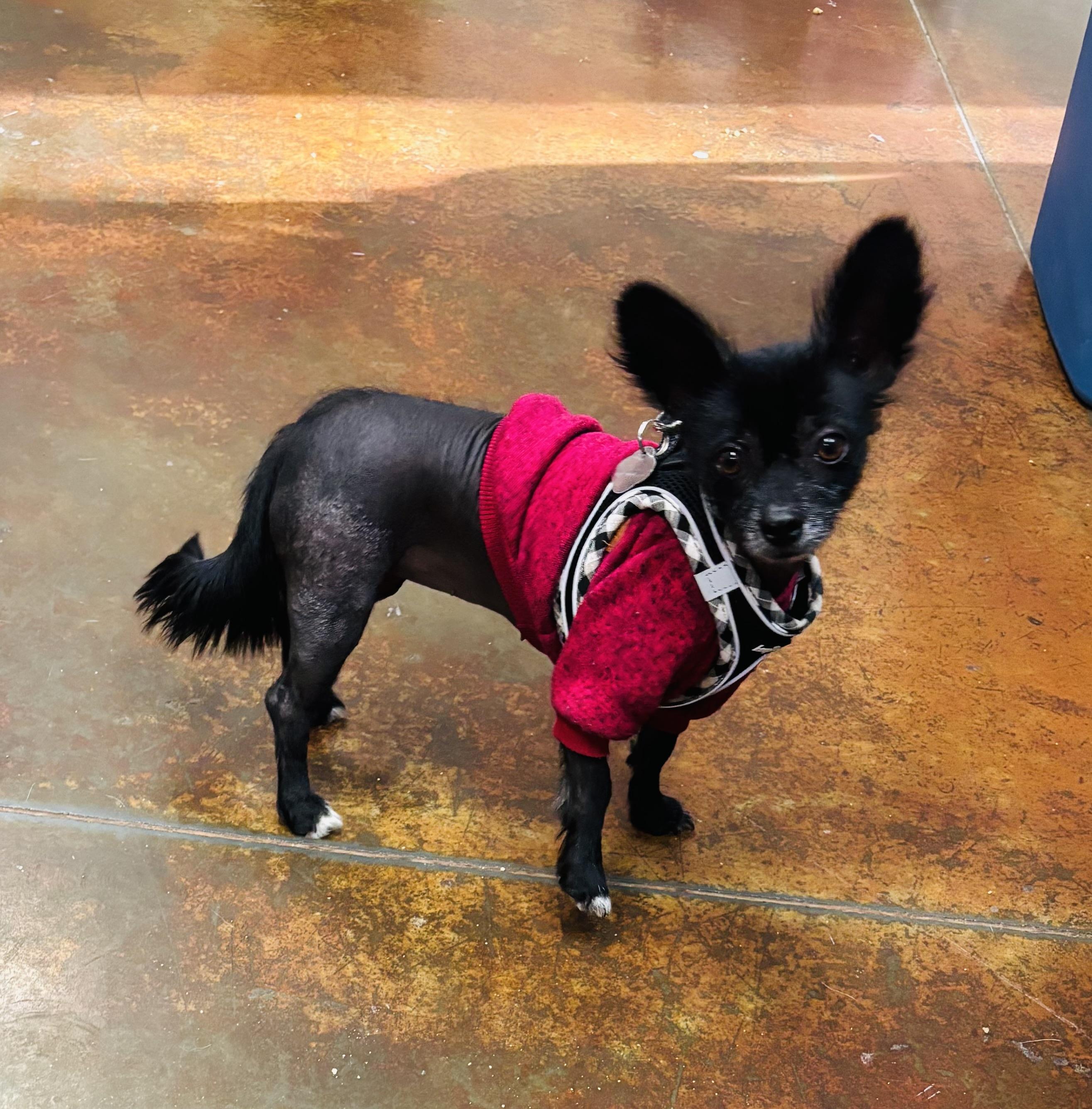 Wednesday, Adoptable, Adult Female Chinese Crested Dog.