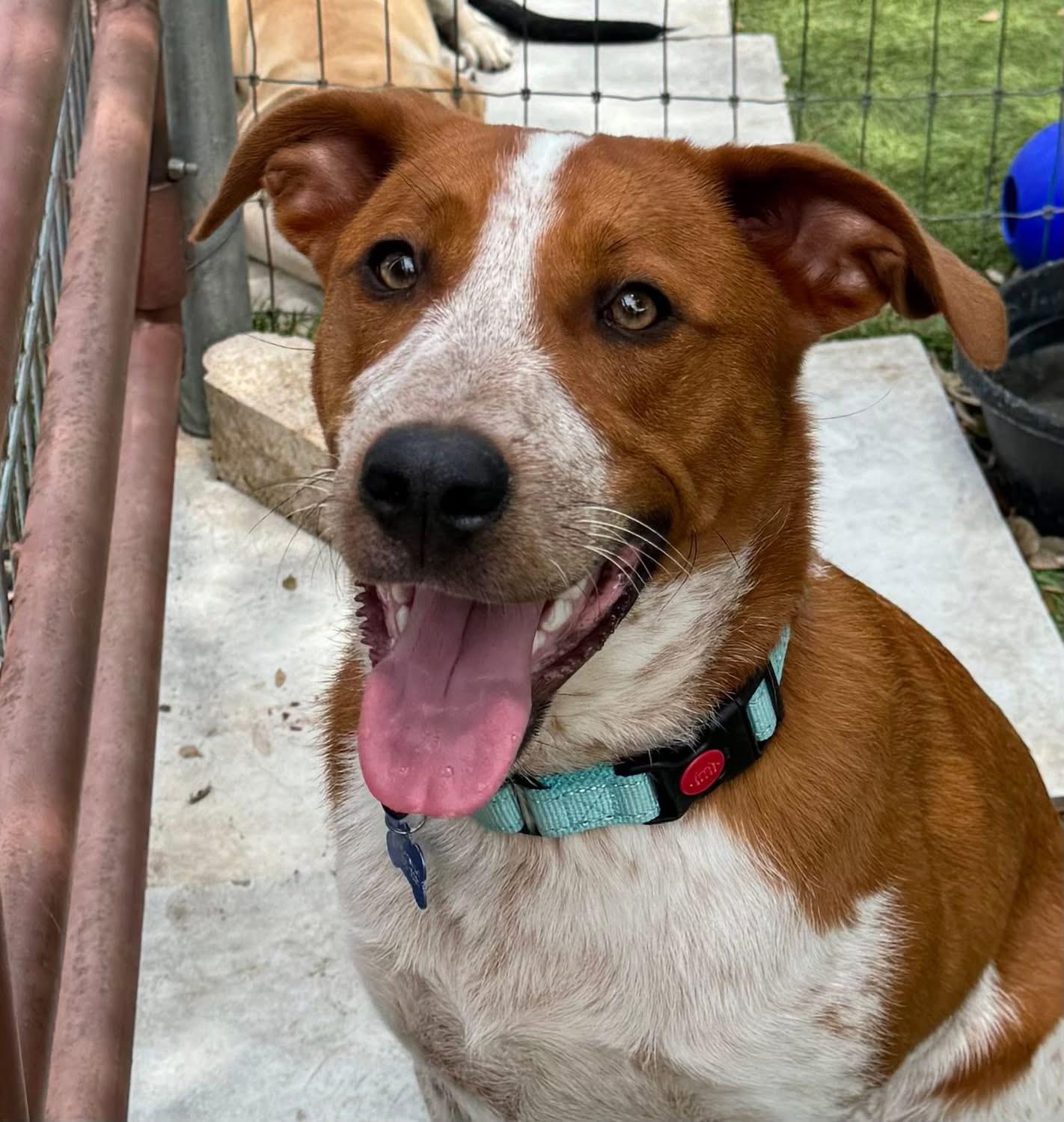 Buck, a ADOPTABLE mixed breed in Southlake, TX image 4/6