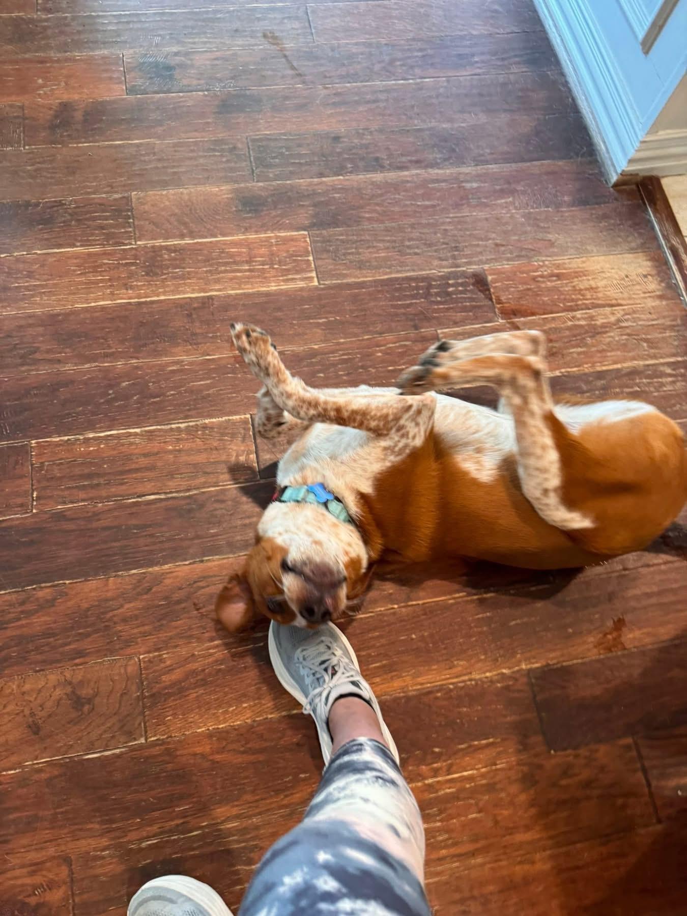 Buck, a ADOPTABLE mixed breed in Southlake, TX image 6/6