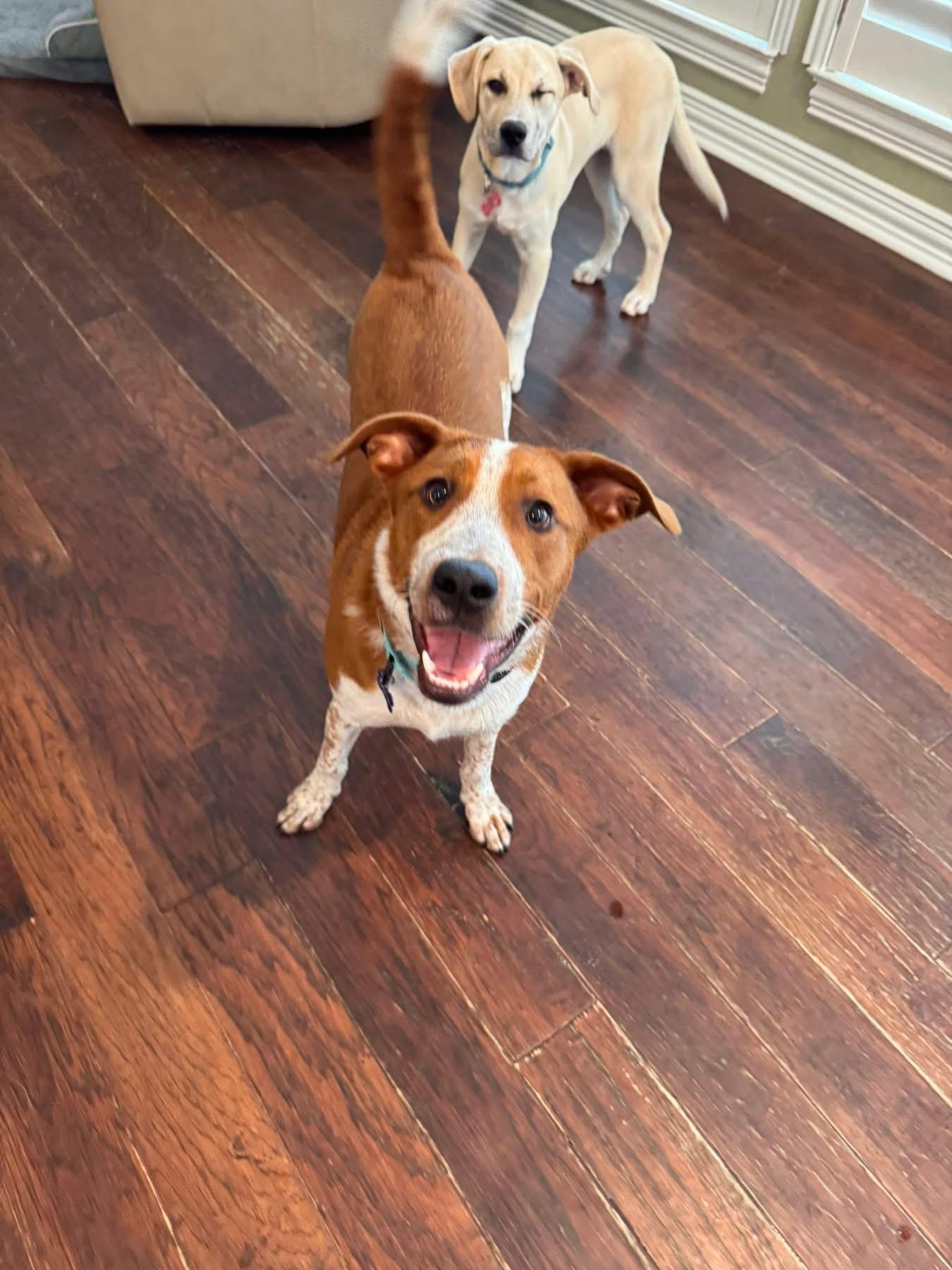 Buck, a ADOPTABLE mixed breed in Southlake, TX image 5/6
