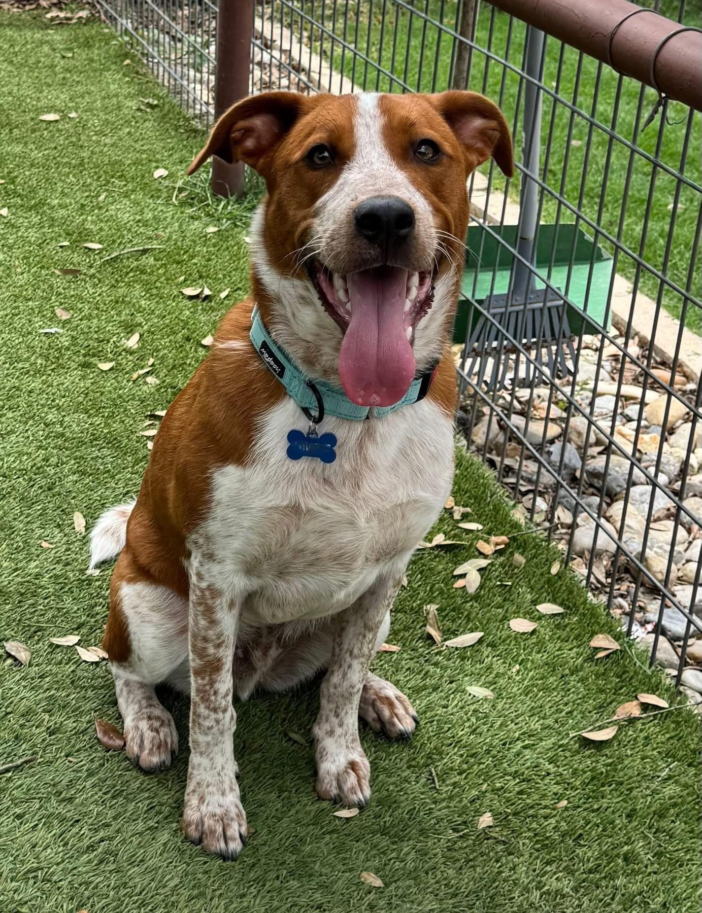 Buck, a ADOPTABLE mixed breed in Southlake, TX image 2/6