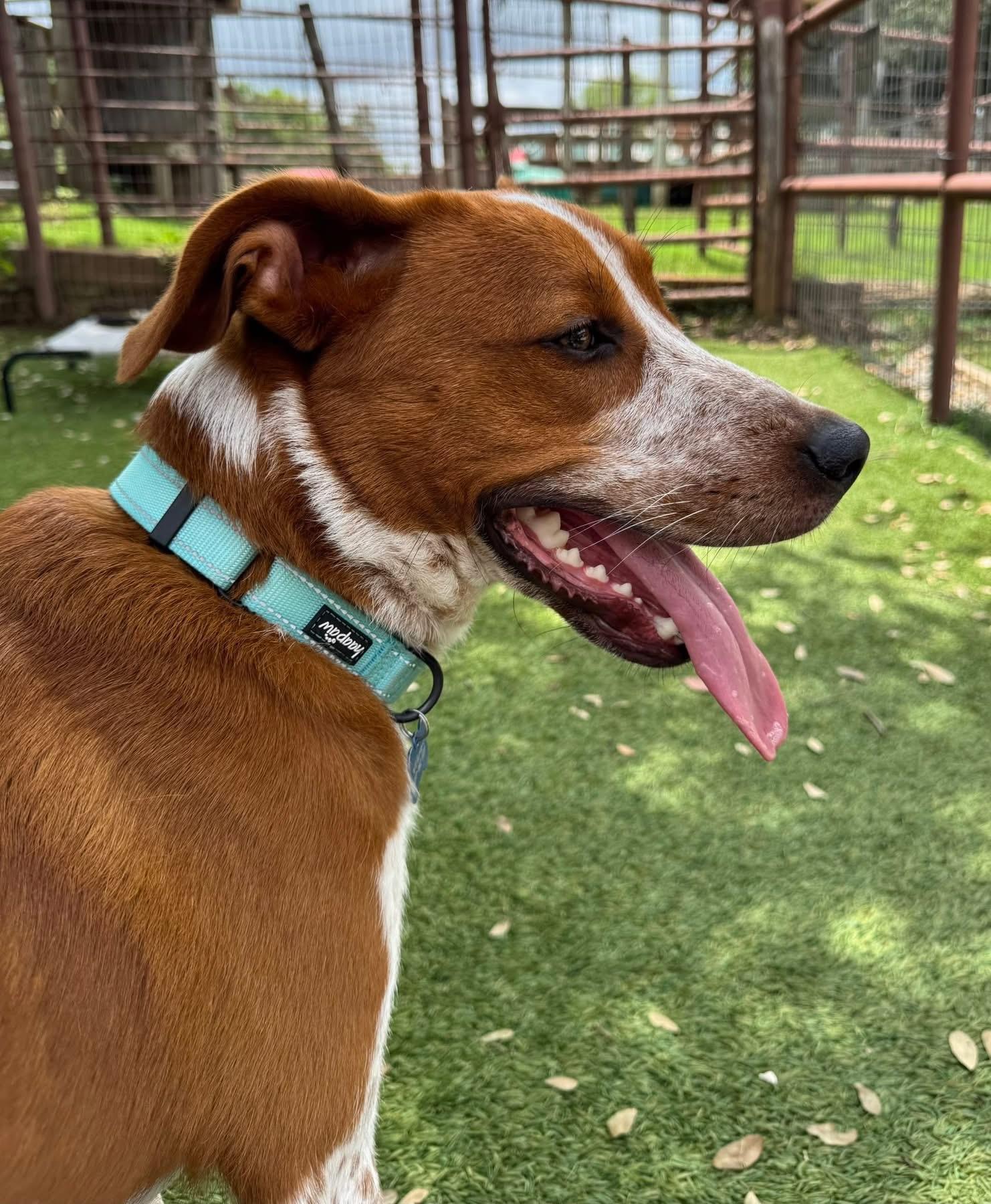 Buck, a ADOPTABLE mixed breed in Southlake, TX image 3/6
