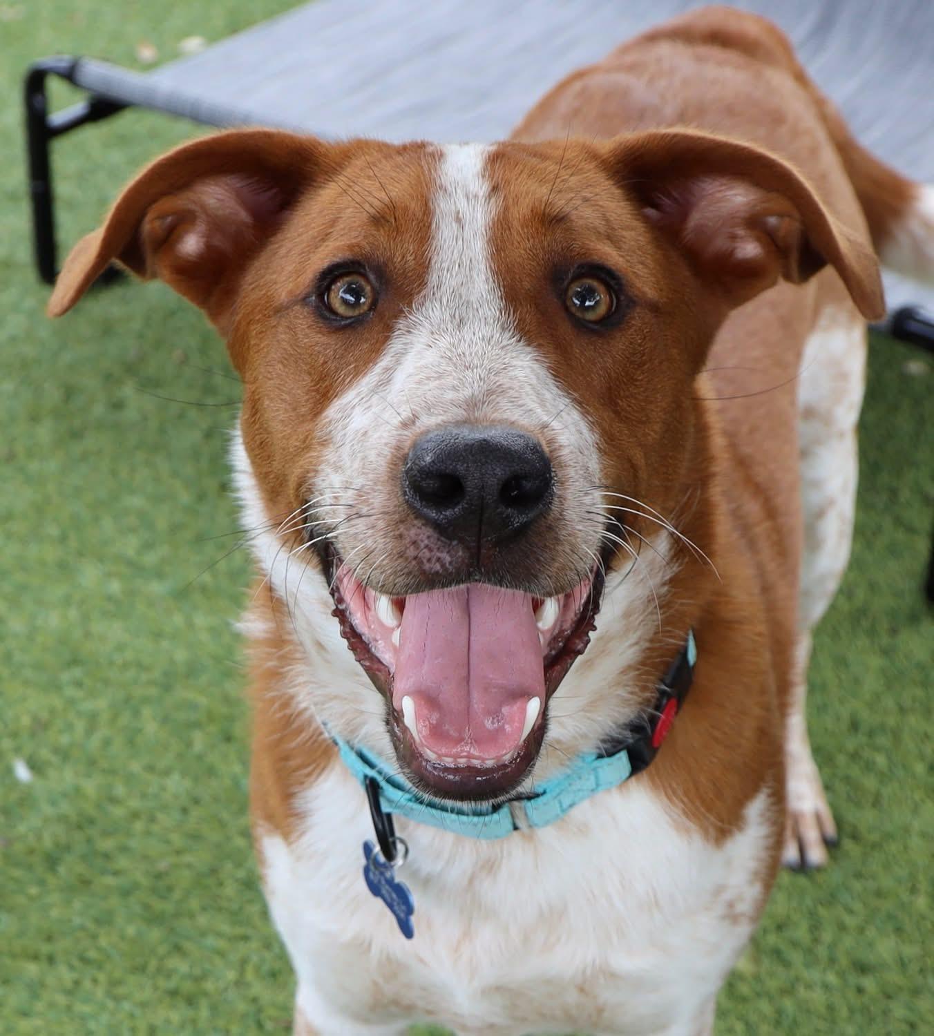 Buck, ADOPTABLE, Young Male Australian Cattle Dog / Blue Heeler.