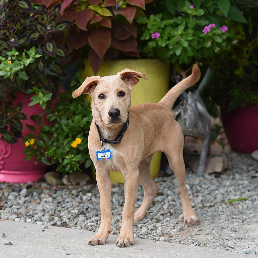 Merle, Adoptable, Young Male Retriever.