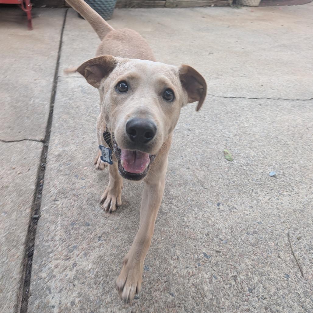 Enlarge Merle, a Adoptable Retriever in Wake Forest, NC image 2/6