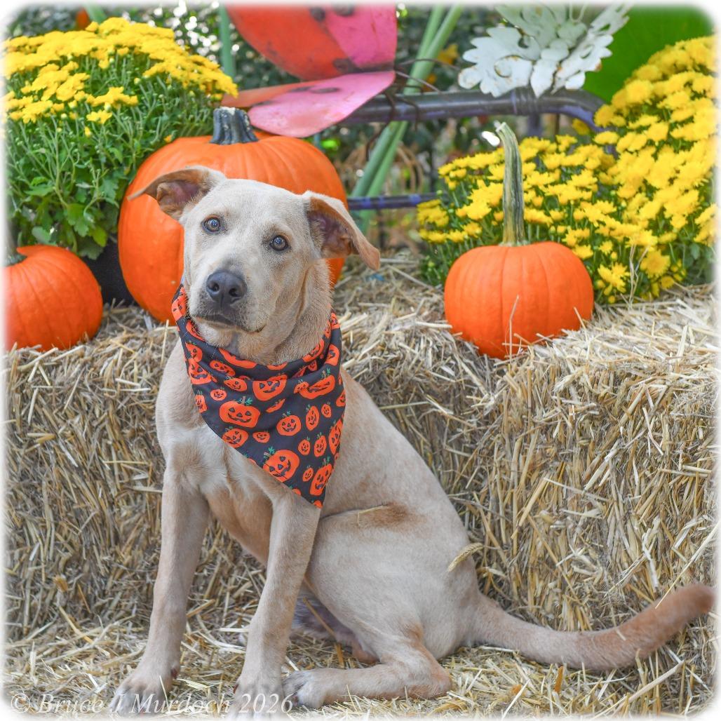 Enlarge Merle, a Adoptable Retriever in Wake Forest, NC image 3/6