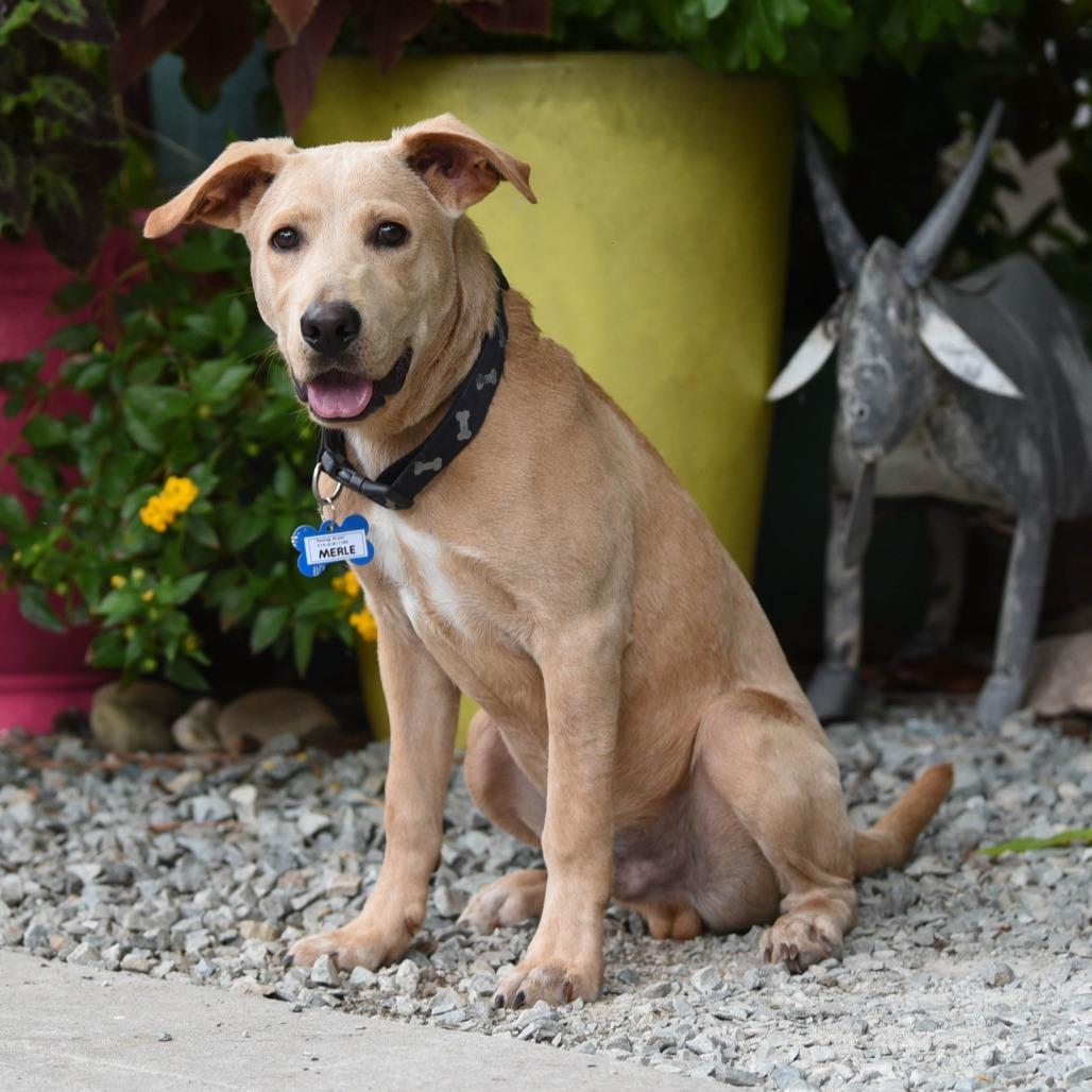 Enlarge Merle, a Adoptable Retriever in Wake Forest, NC image 5/6
