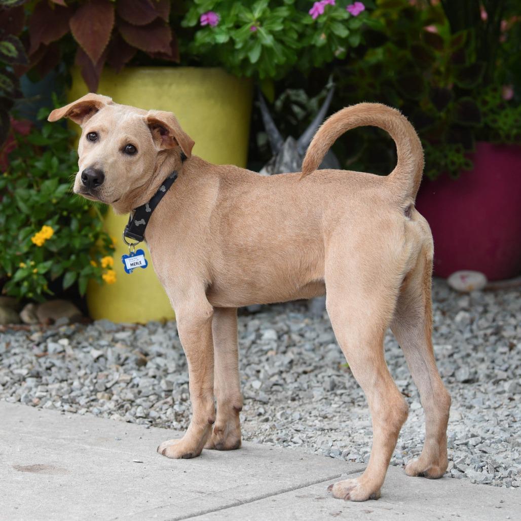 Enlarge Merle, a Adoptable Retriever in Wake Forest, NC image 6/6