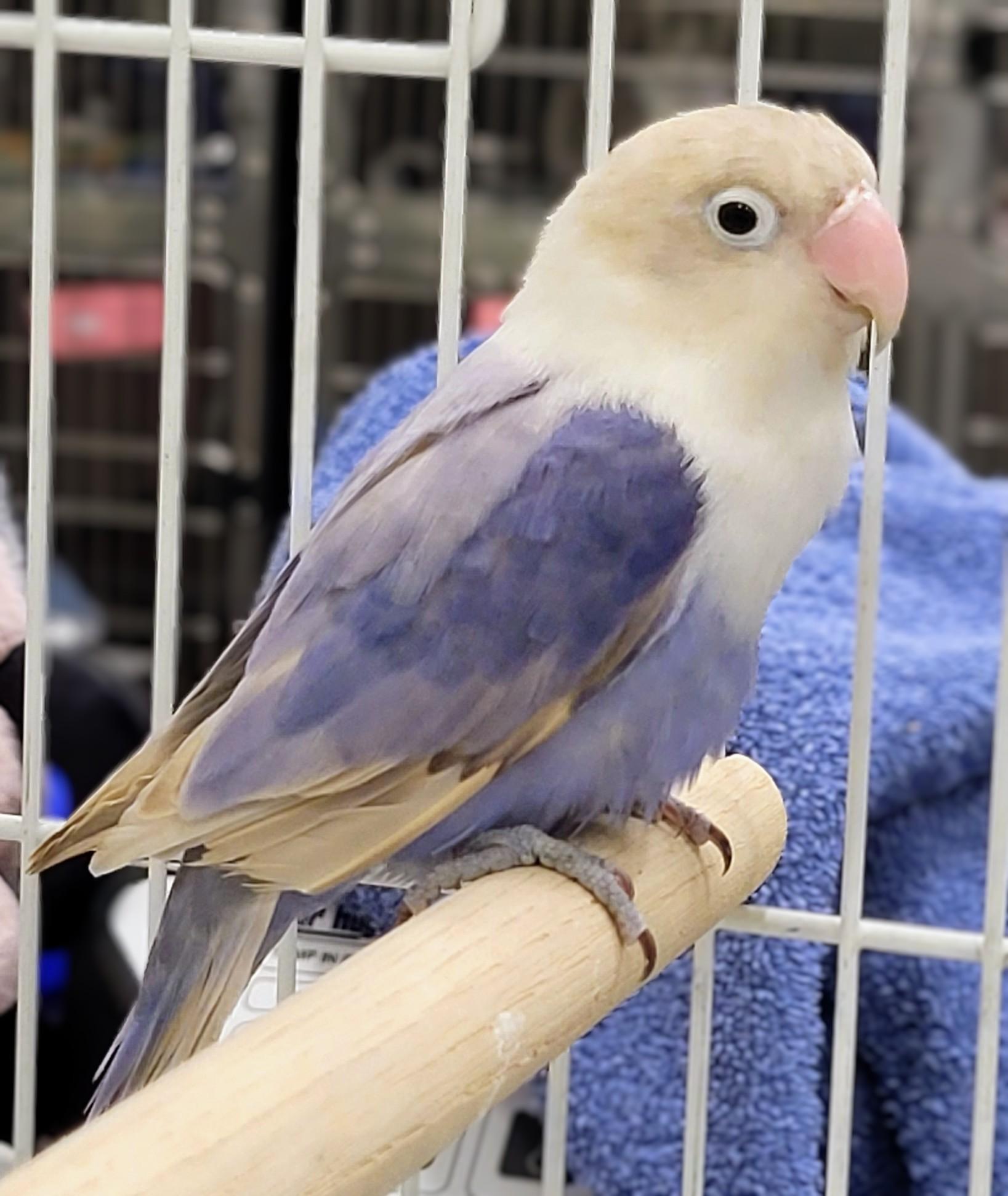 -156, adopted, Adult Female Lovebird.