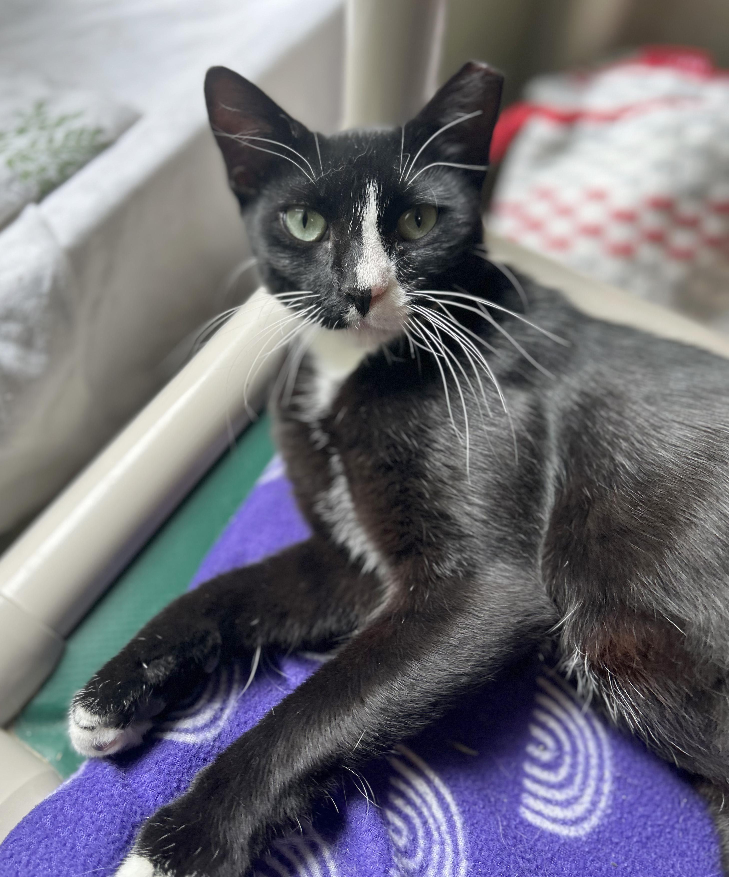 Enlarge Big Gulp, a Adoptable Domestic Short Hair in Parkville, MO image 6/6