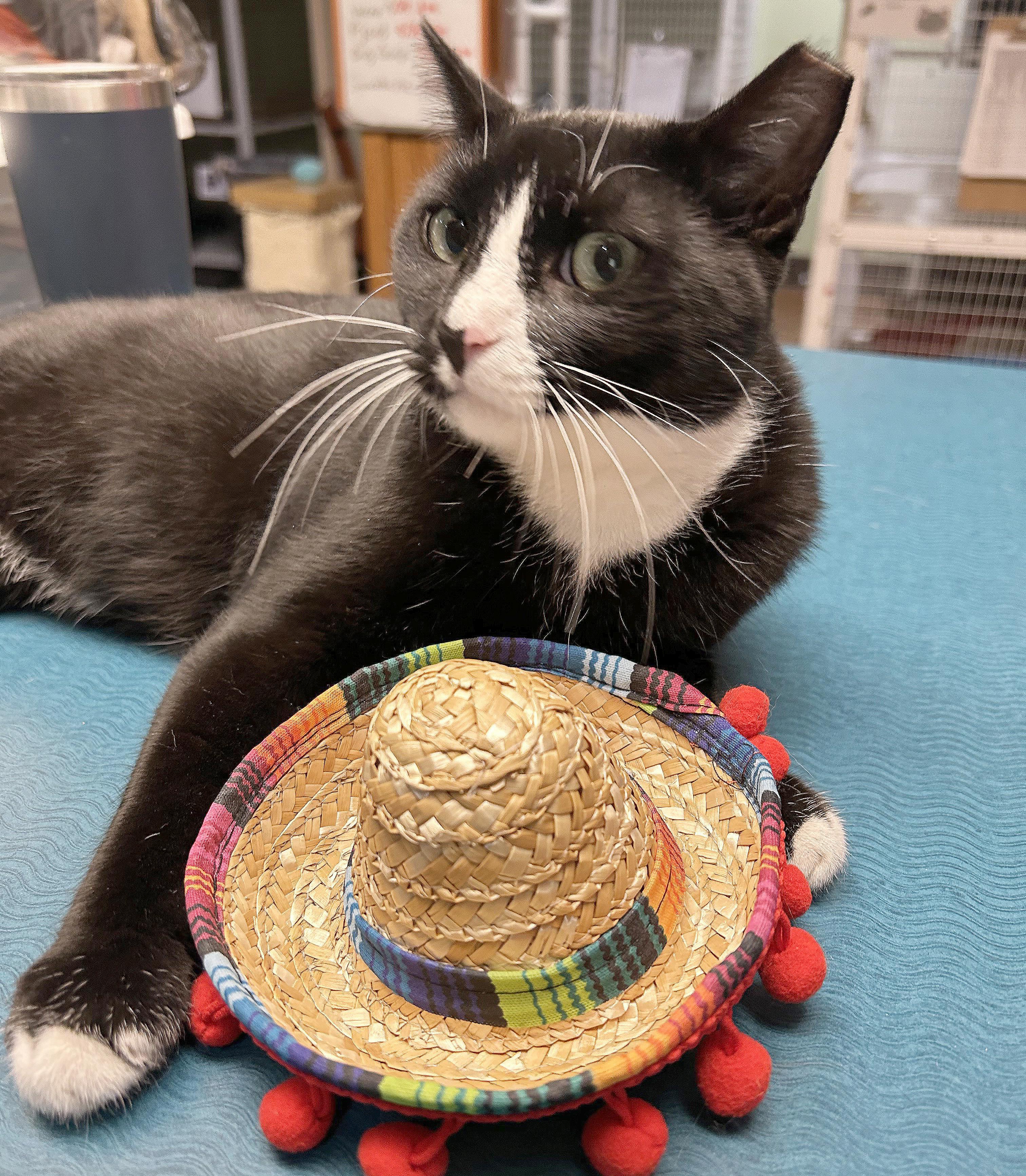 Enlarge Big Gulp, a Adoptable Domestic Short Hair in Parkville, MO image 1/6
