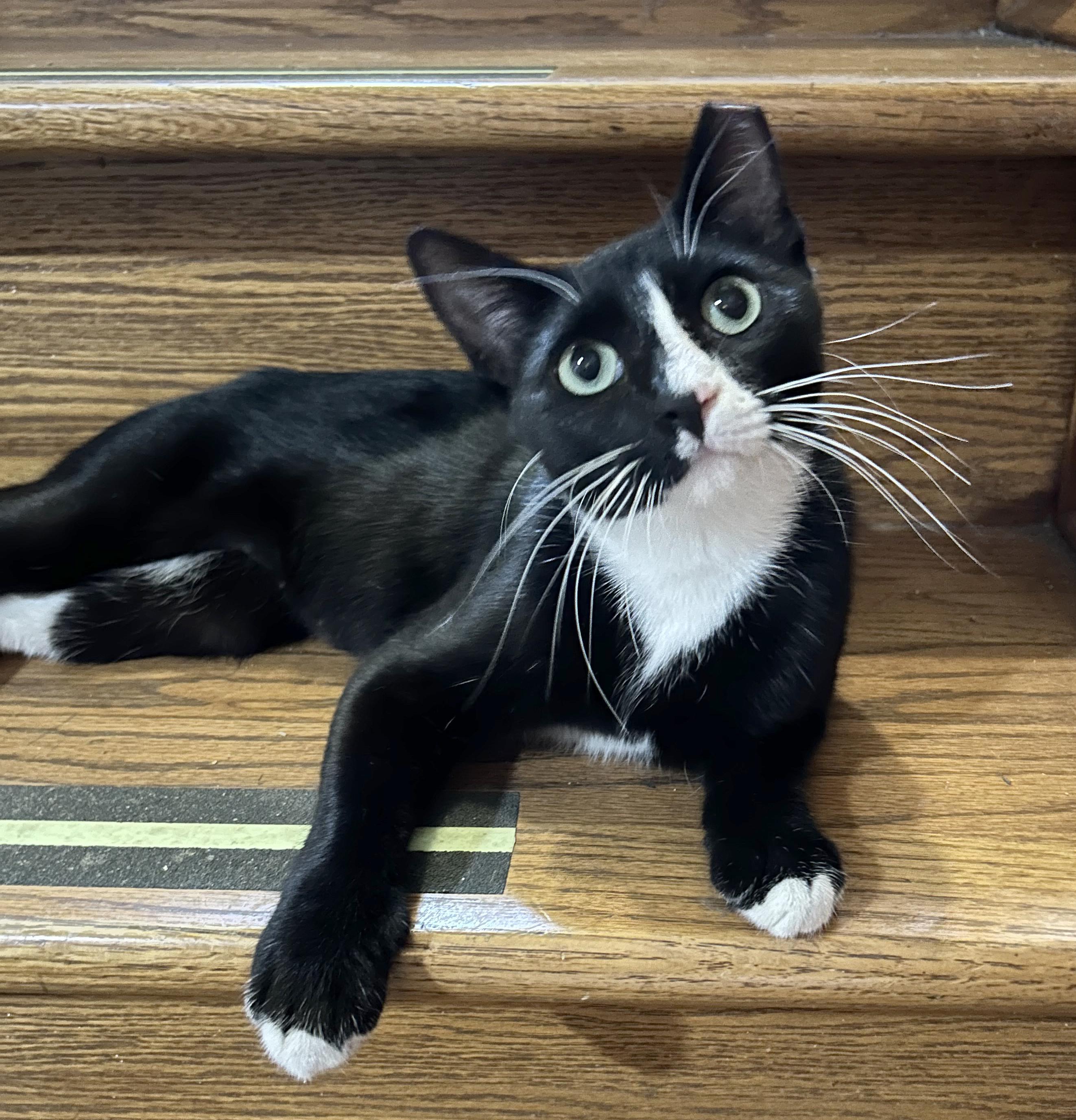 Enlarge Big Gulp, a Adoptable Domestic Short Hair in Parkville, MO image 5/6