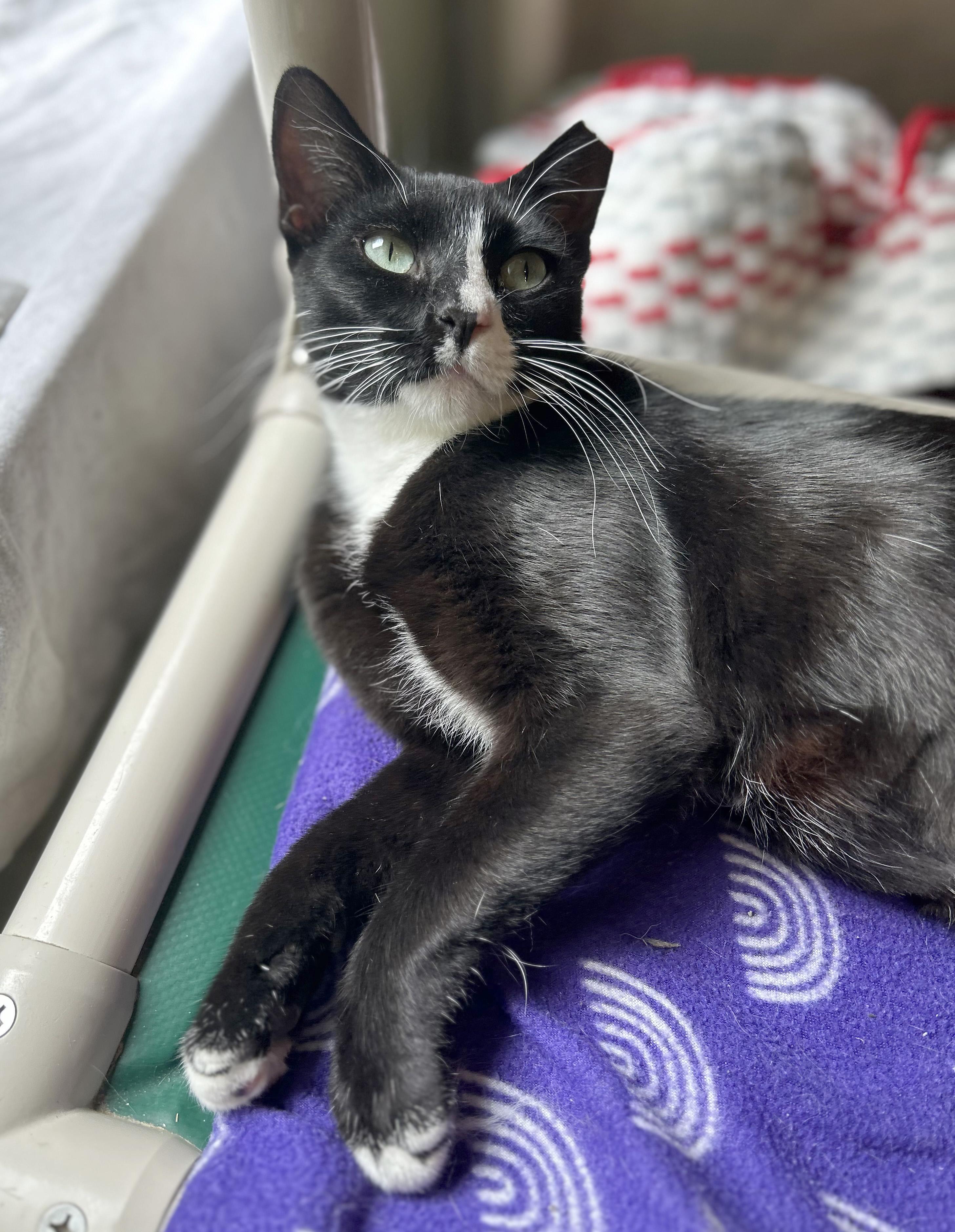 Enlarge Big Gulp, a Adoptable Domestic Short Hair in Parkville, MO image 4/6