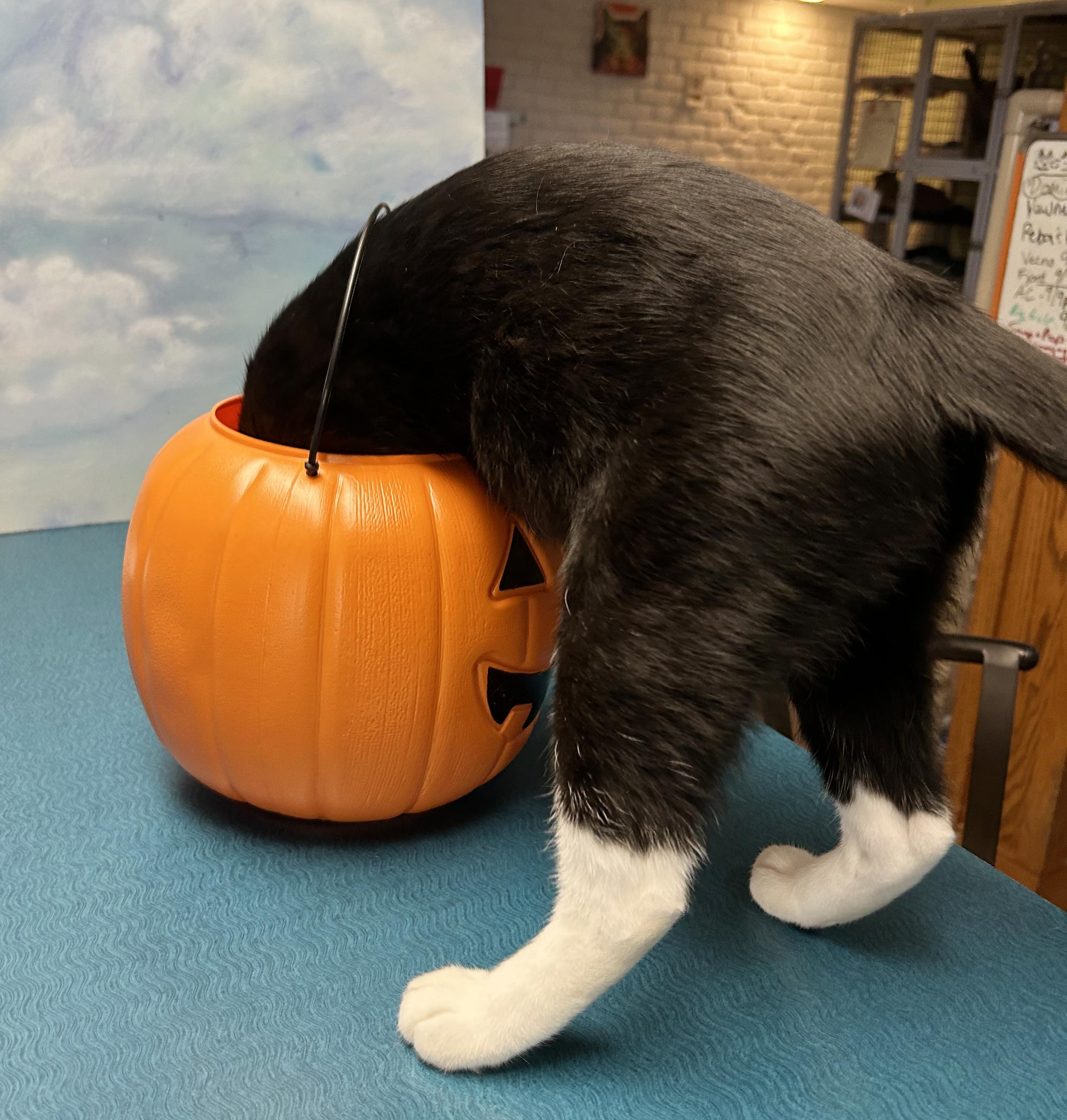 Enlarge Big Gulp, a Adoptable Domestic Short Hair in Parkville, MO image 3/6