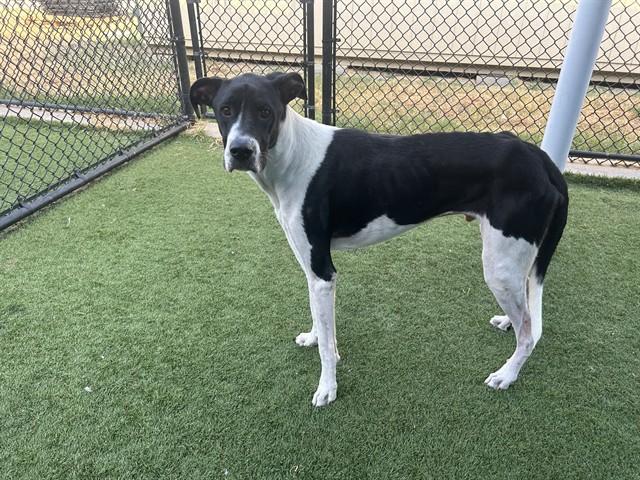 LUCAS, Adoptable, Adult Male Great Dane & Mixed Breed.