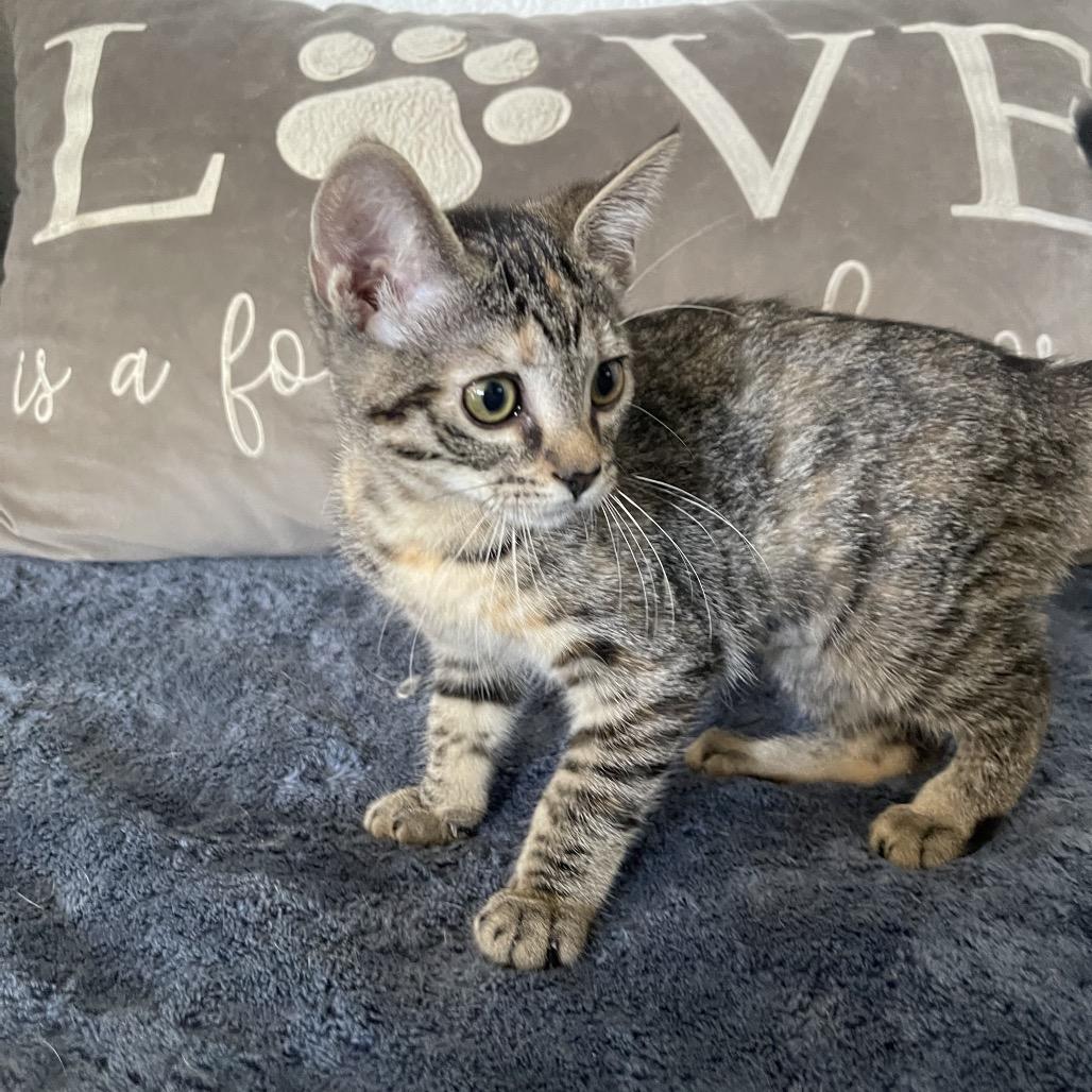 Minnie - Chino Hills Location, Adoptable, Kitten Female Domestic Short Hair.