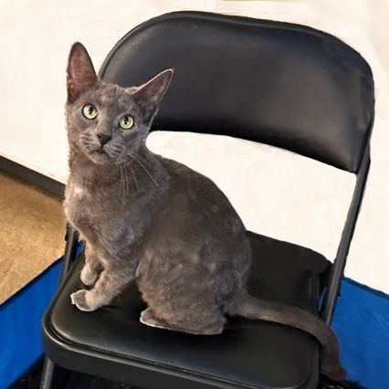Enlarge Nova 1120, an adoptable mixed breed in West Bloomfield, MI image 4/6