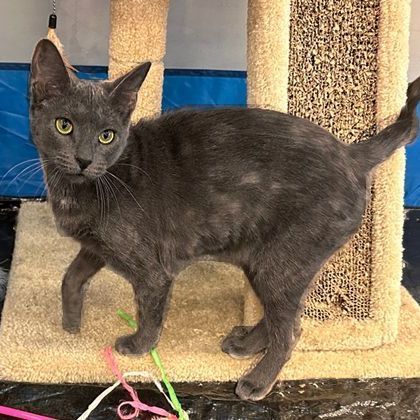 Enlarge Nova 1120, an adoptable mixed breed in West Bloomfield, MI image 5/6