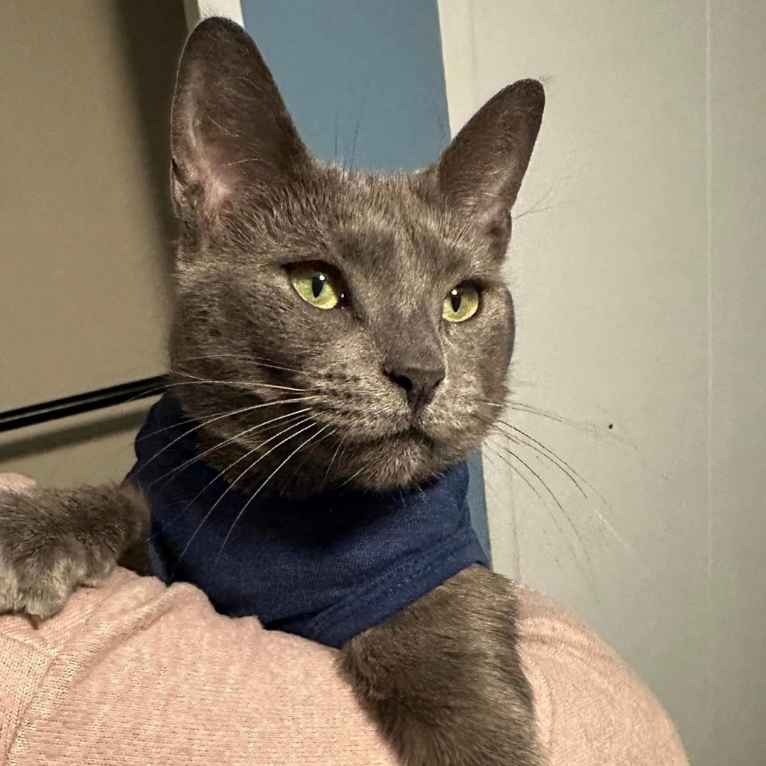 Enlarge Nova 1120, an adoptable mixed breed in West Bloomfield, MI image 1/6