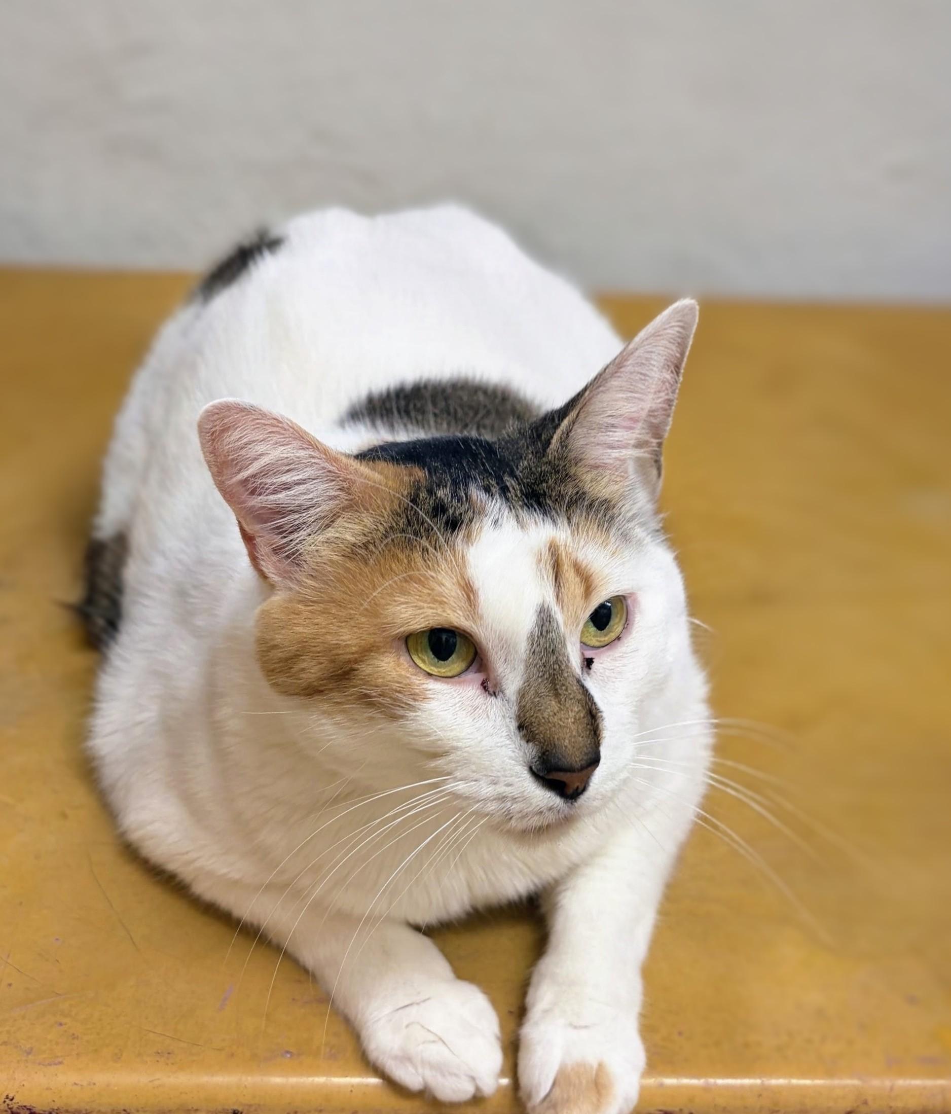 Enlarge Tater Tot, a Adoptable mixed breed in Pearland, TX image 2/5