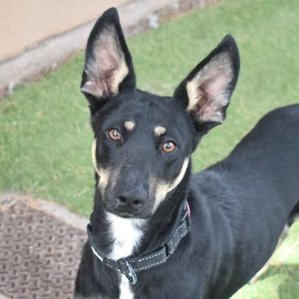 Zozo, ADOPTABLE, Adult Female Australian Kelpie.