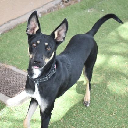 Enlarge Zozo, a ADOPTABLE Australian Kelpie in Flagstaff, AZ image 2/2