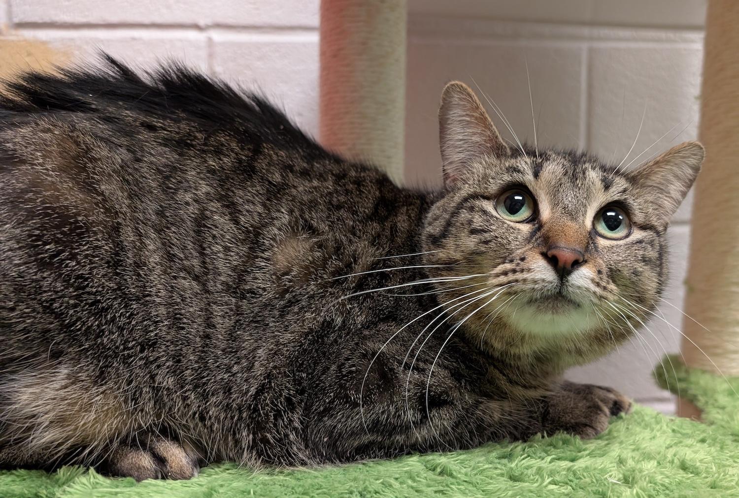 Arista, a Adoptable mixed breed in Smithfield, NC image 2/4