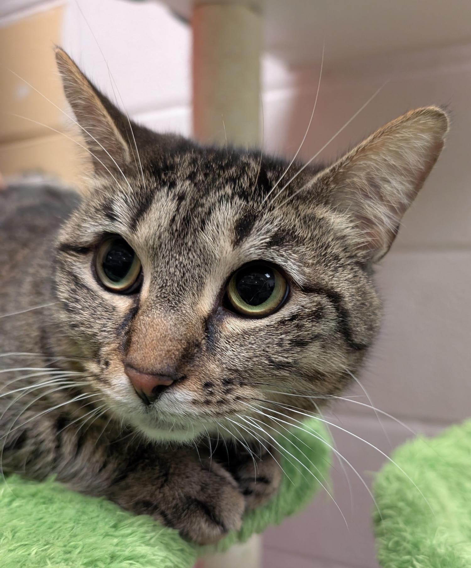 Arista, a Adoptable mixed breed in Smithfield, NC image 3/4