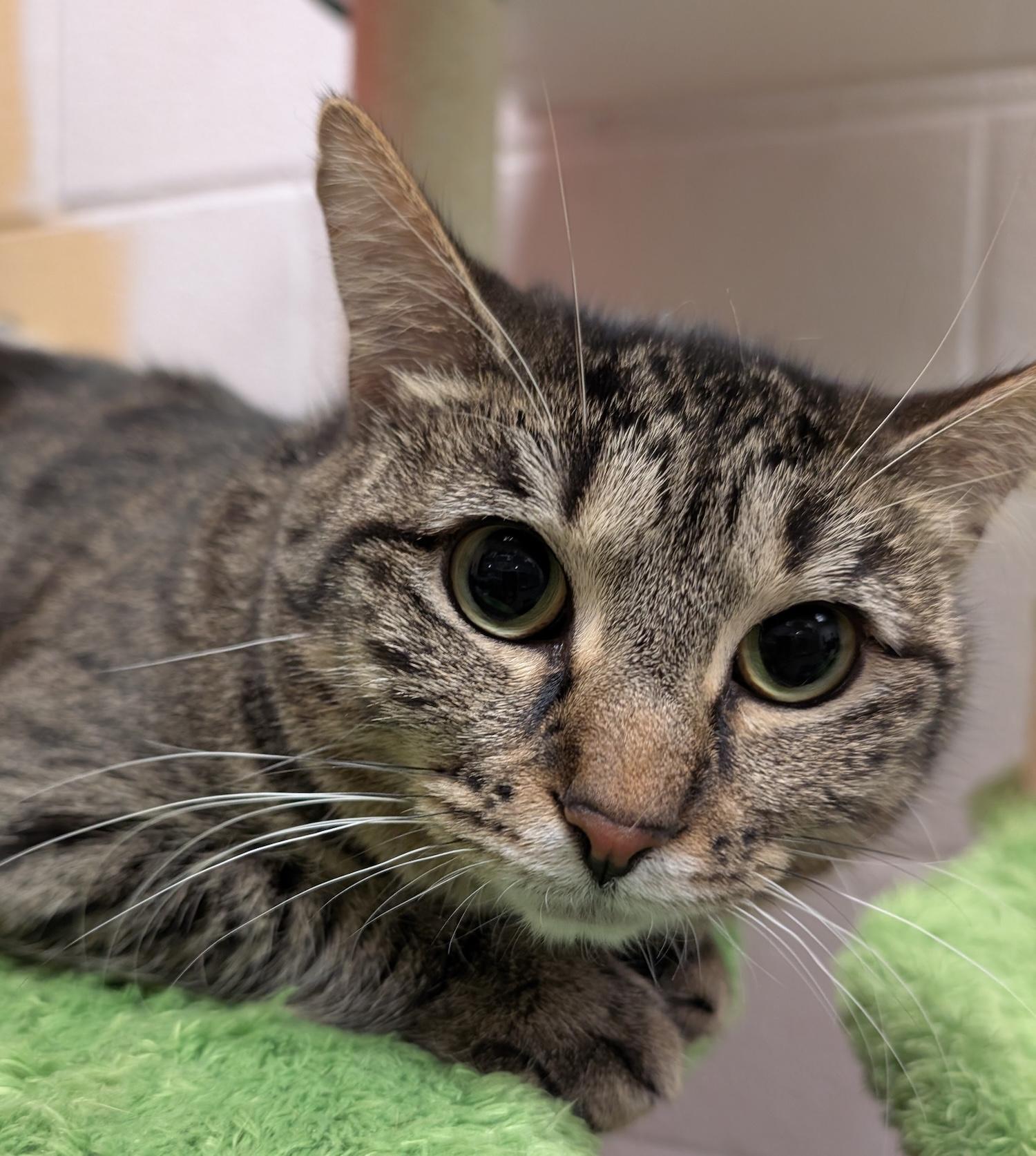 Arista, a Adoptable mixed breed in Smithfield, NC image 4/4