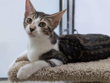 Zoey, Adoptable, Kitten Female Domestic Short Hair & Domestic Short Hair.