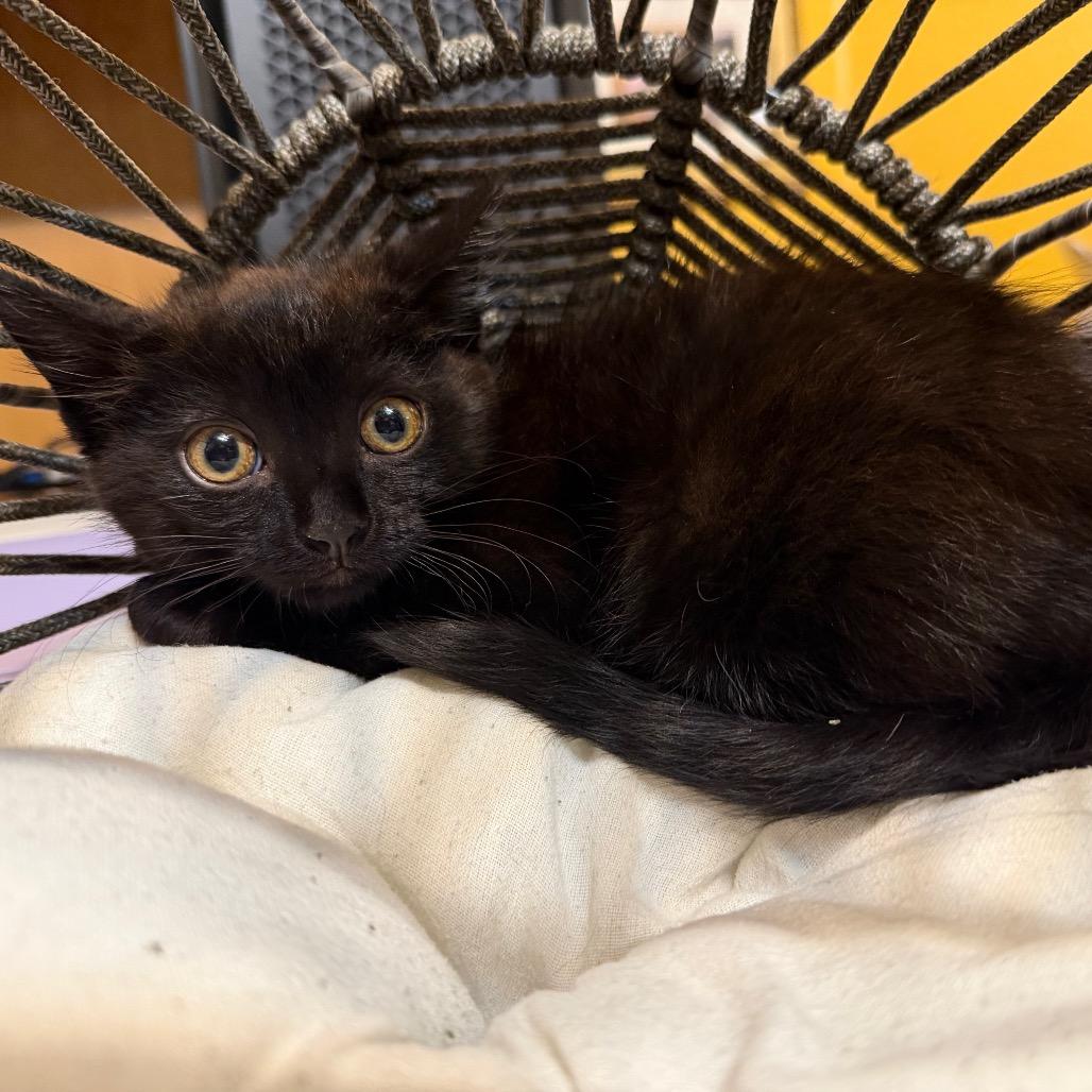 Guiness, Adoptable, Young Male Domestic Medium Hair.