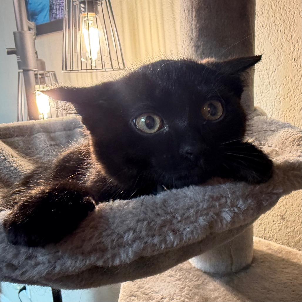 Enlarge Guiness, a Adoptable Domestic Medium Hair in Flower Mound, TX image 2/6
