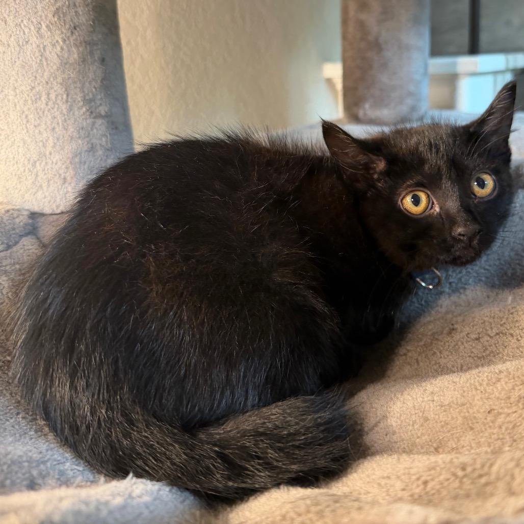 Enlarge Guiness, a Adoptable Domestic Medium Hair in Flower Mound, TX image 3/6