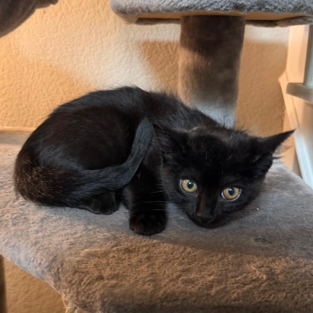 Enlarge Guiness, a Adoptable Domestic Medium Hair in Flower Mound, TX image 4/6
