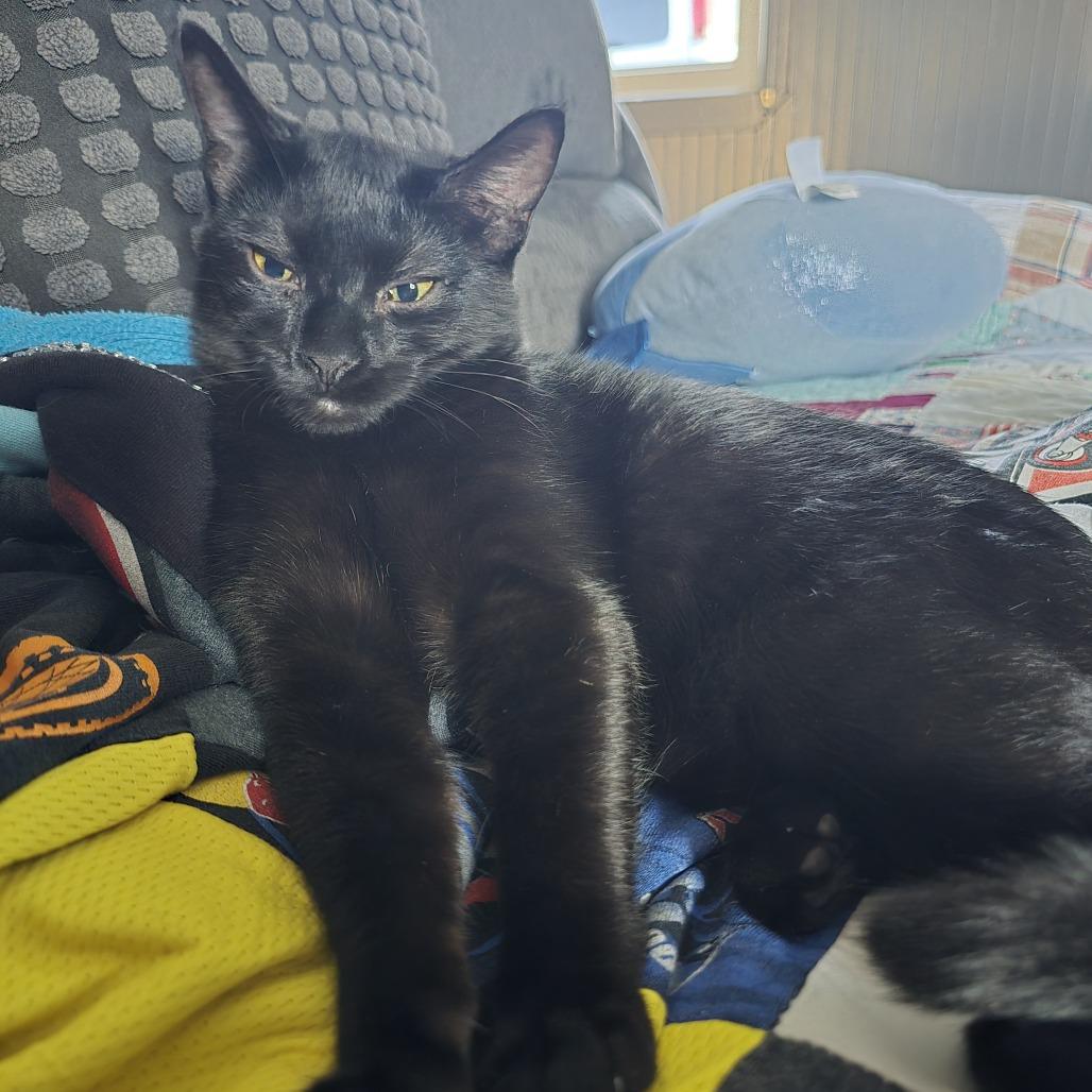 Enlarge Guiness, a Adoptable Domestic Medium Hair in Flower Mound, TX image 5/6