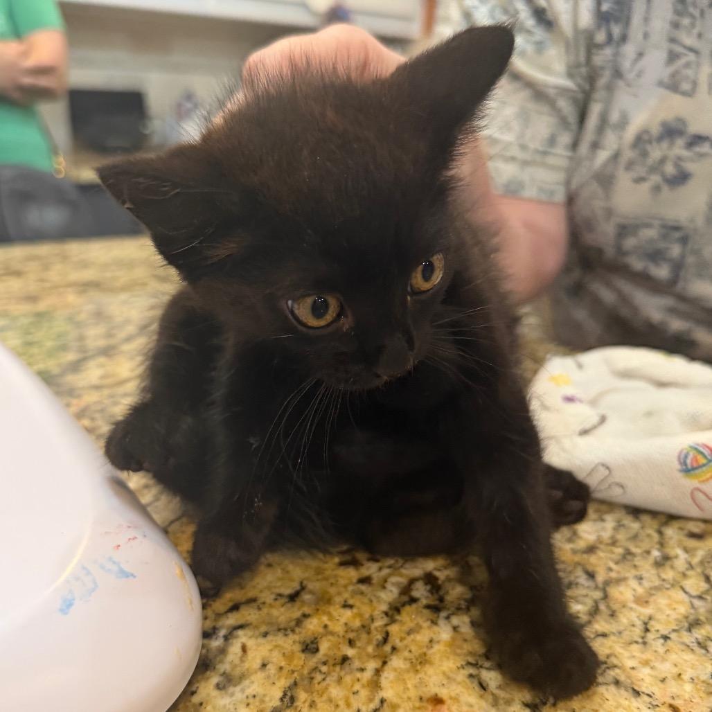 Enlarge Guiness, a Adoptable Domestic Medium Hair in Flower Mound, TX image 6/6