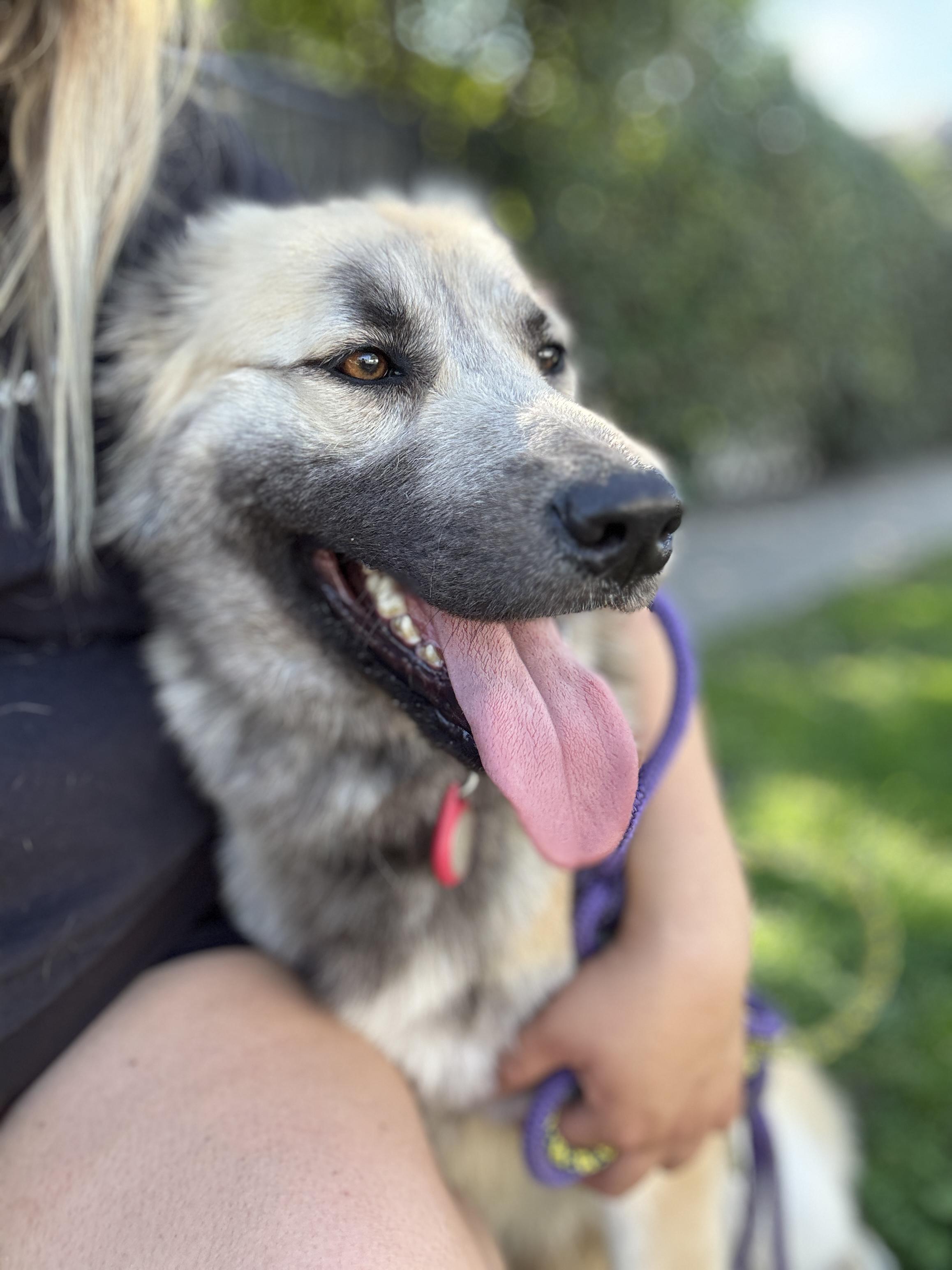 Lalla, a ADOPTABLE mixed breed in Los Angeles, CA image 5/5
