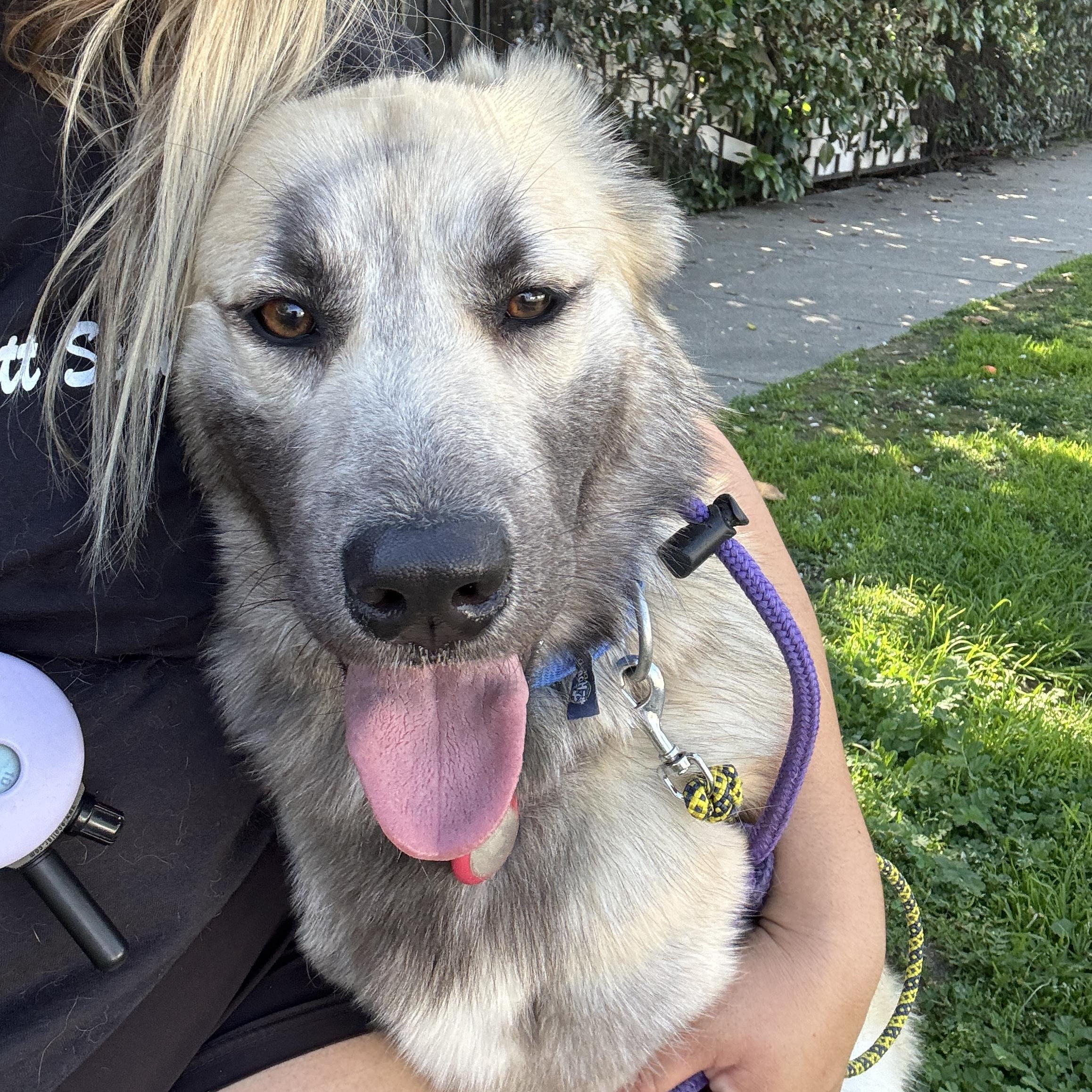 Lalla, a ADOPTABLE mixed breed in Los Angeles, CA image 4/5
