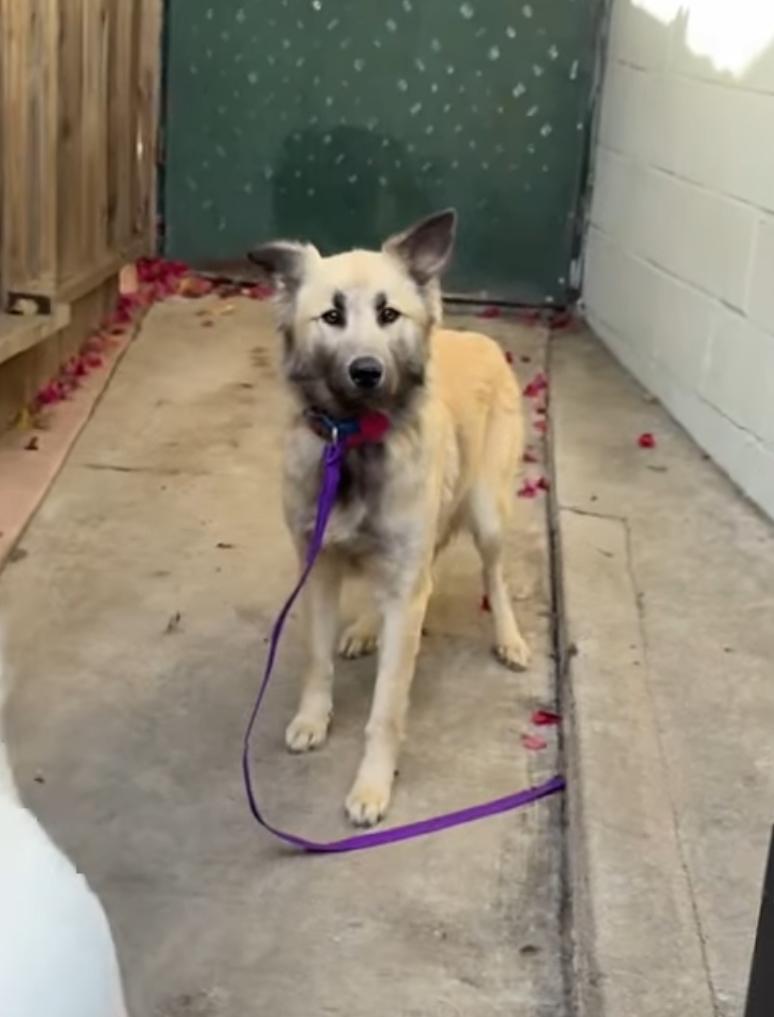 Lalla, a ADOPTABLE mixed breed in Los Angeles, CA image 2/5