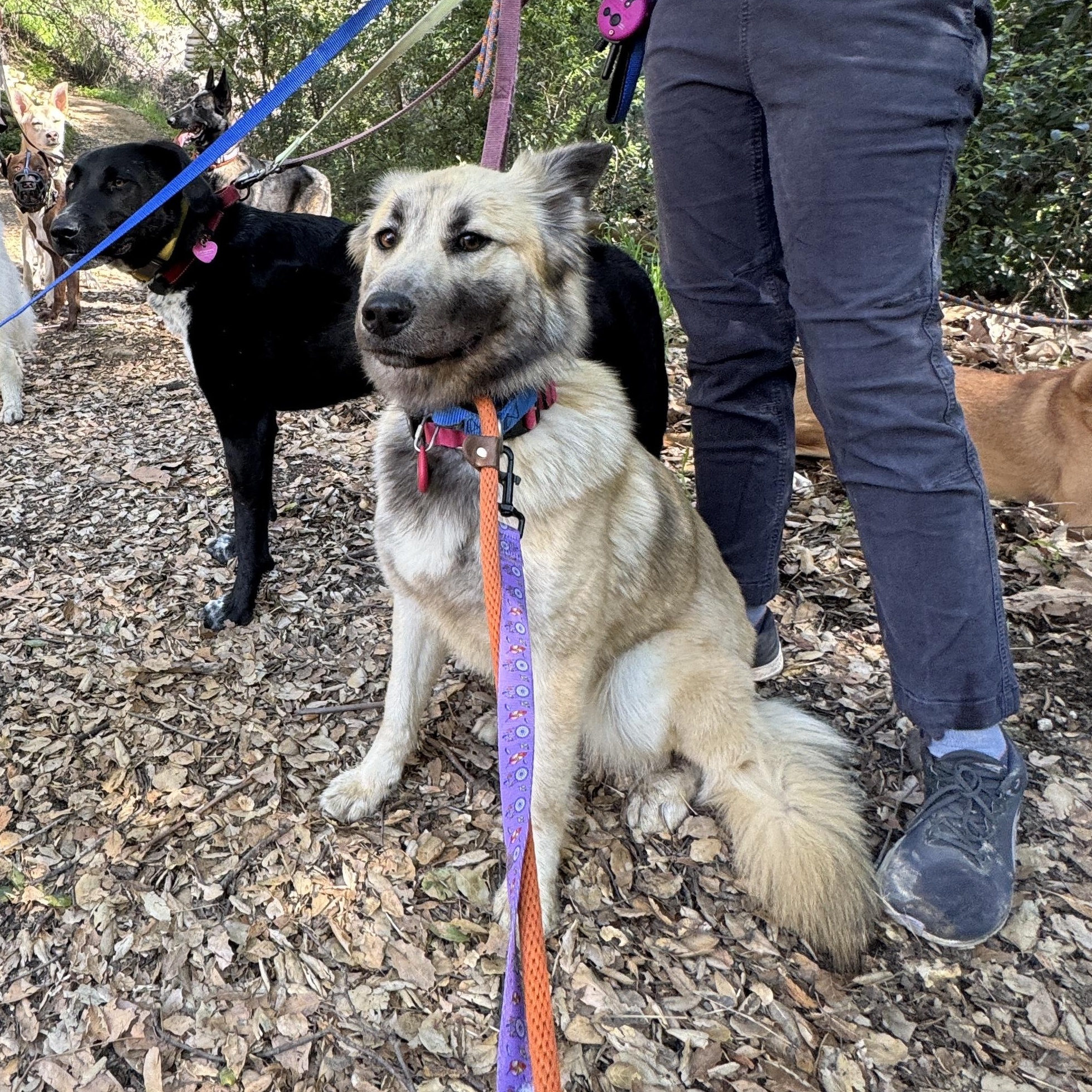 Lalla, ADOPTABLE, Young Female German Shepherd Dog.